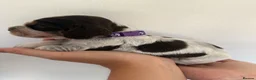 Cocker Spaniel dogs for sale: Cocker Spaniel puppies looking for forever homes♥️ - Advert 16