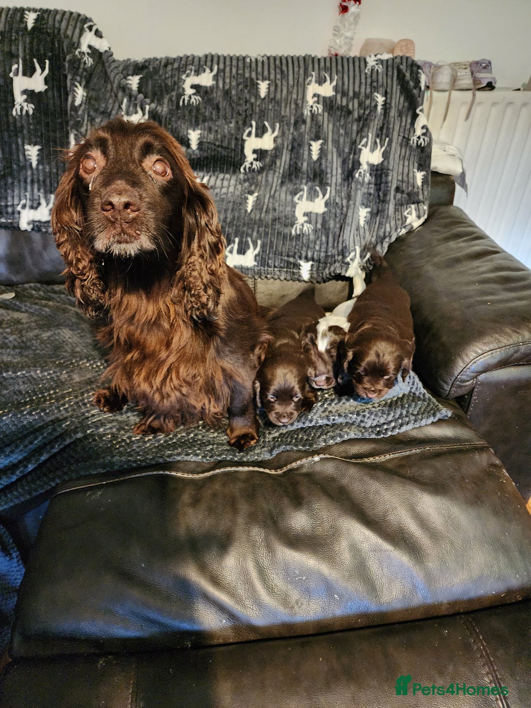 Sprocker dogs for sale: Sprocker pups - Advert 11