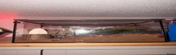 Millipedes invertebrates for sale: giant african millipede  in Cannock - Advert 2
