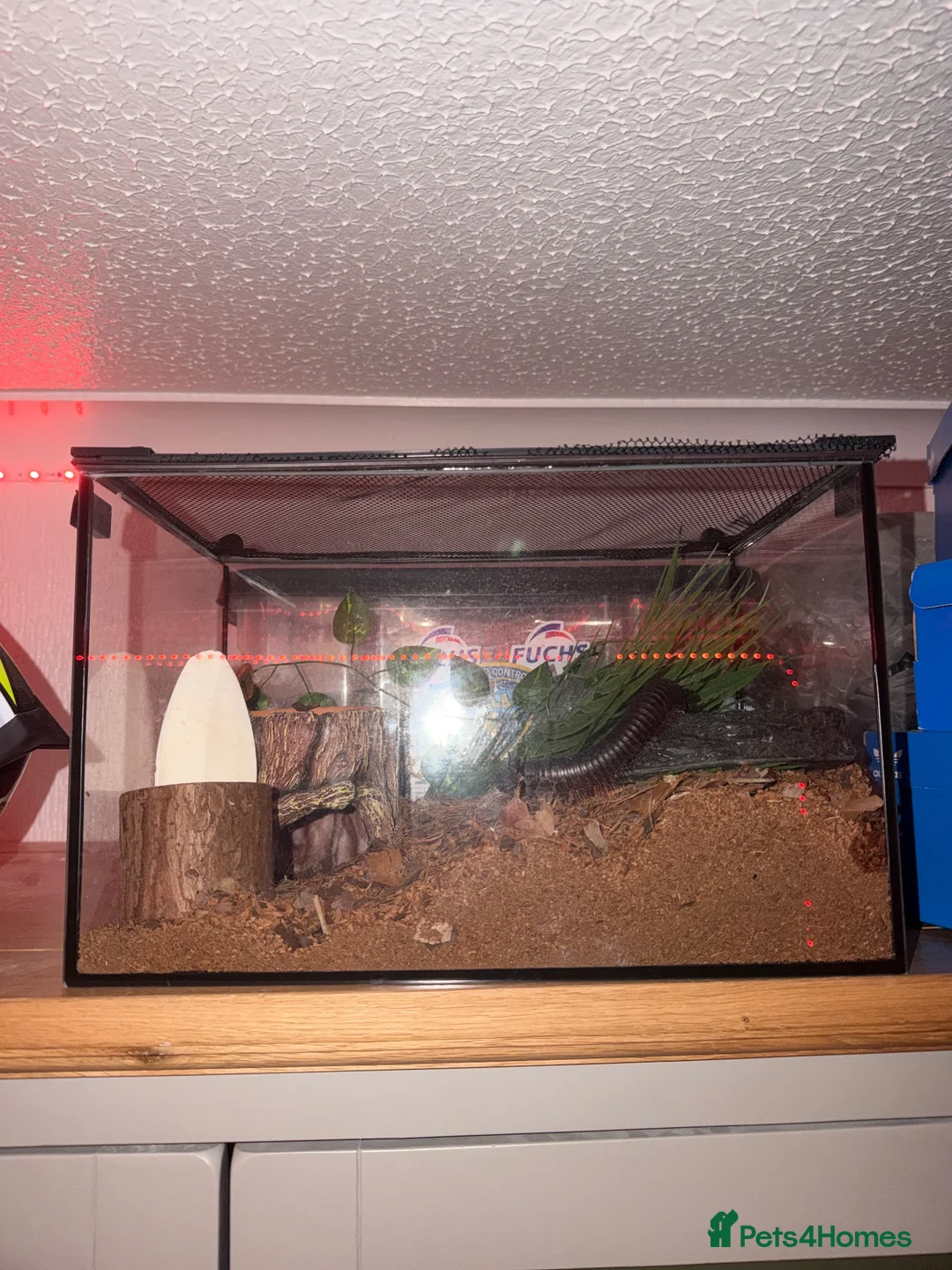 Millipedes invertebrates for sale: giant african millipede  in Cannock - Advert 2