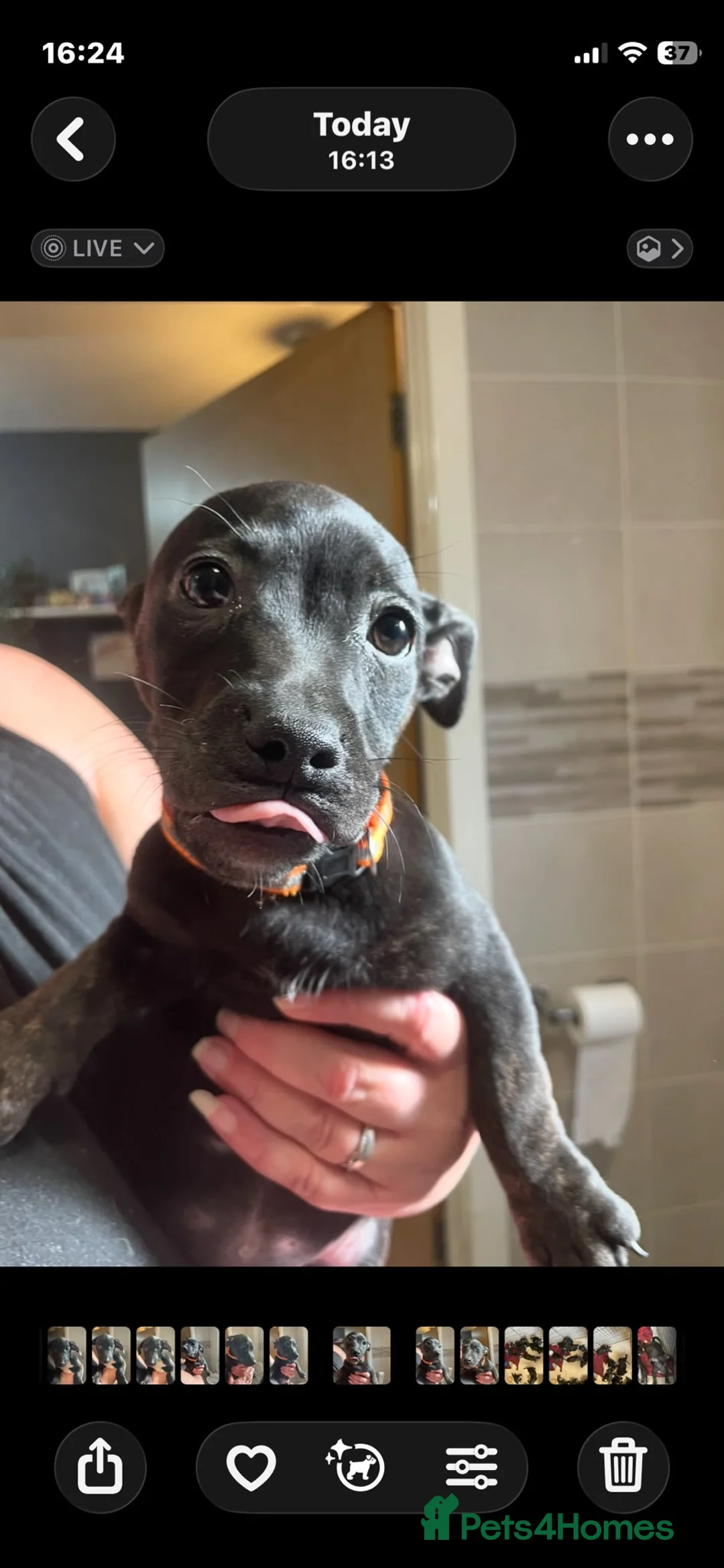 Mixed Breed dogs for sale: Staffyxboxer with jack Russell  - Advert 11