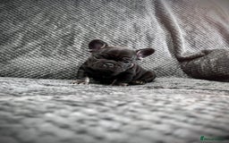 French Bulldog dogs for sale: Gorgeous Puppies ready to be reserved  - Image 4