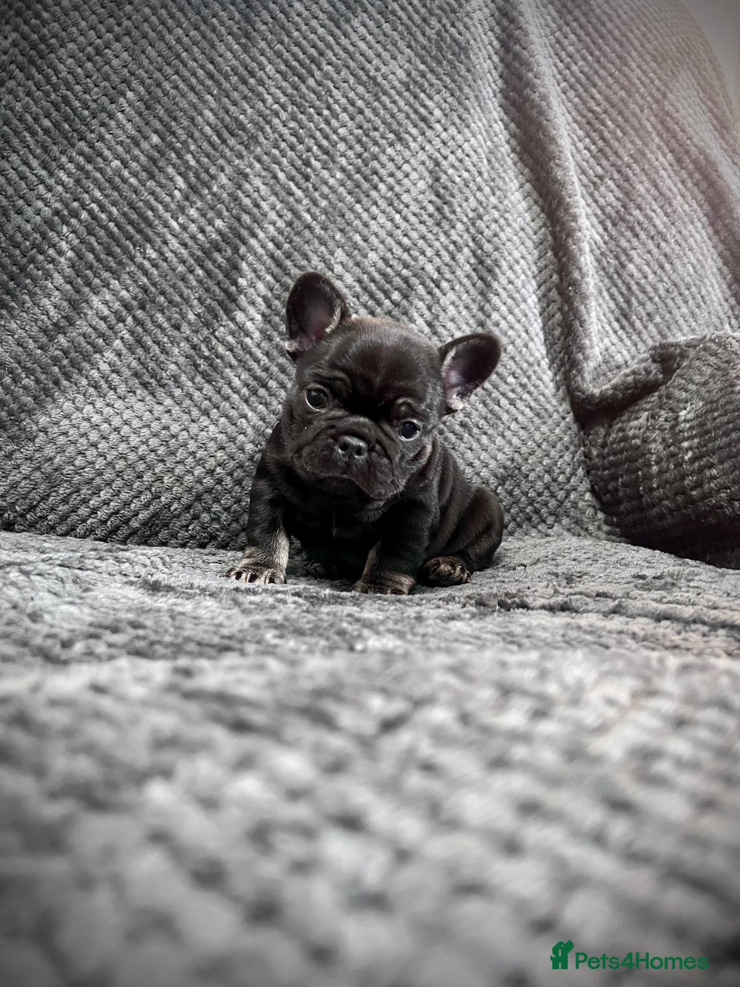 French Bulldog dogs for sale: Gorgeous Puppies ready to be reserved  - Image 4