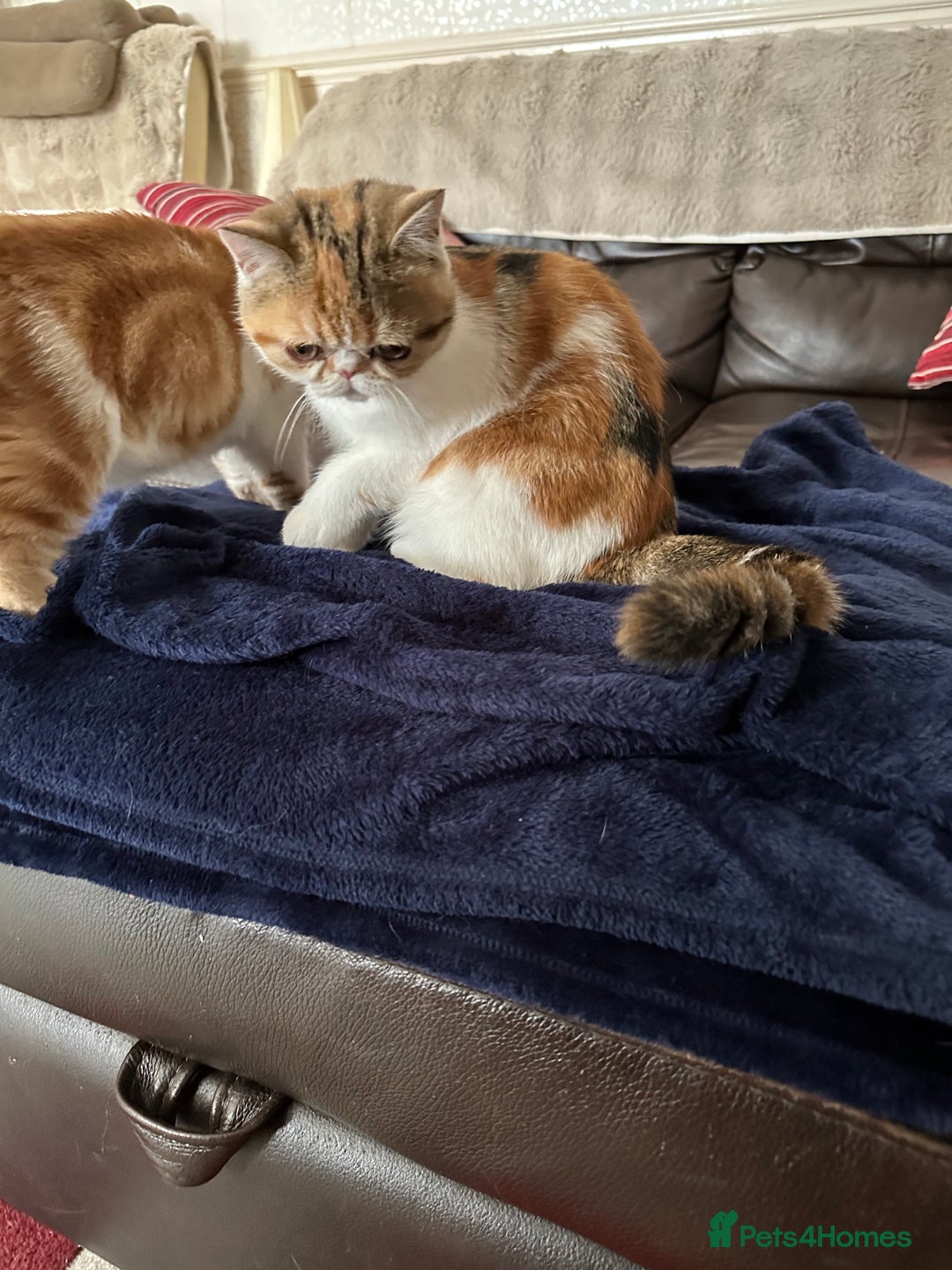Exotic cats for sale: Paloma is an exotic with a longer nose - Image 3