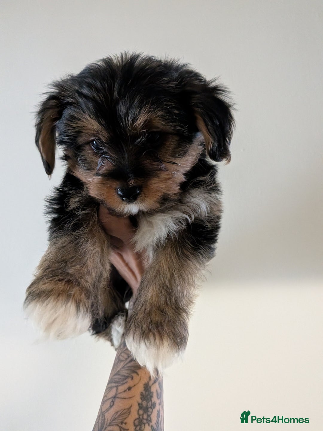 Yorkshire Terrier dogs for sale: 7 male Yorkshire terriers ready to leave.  - Image 12