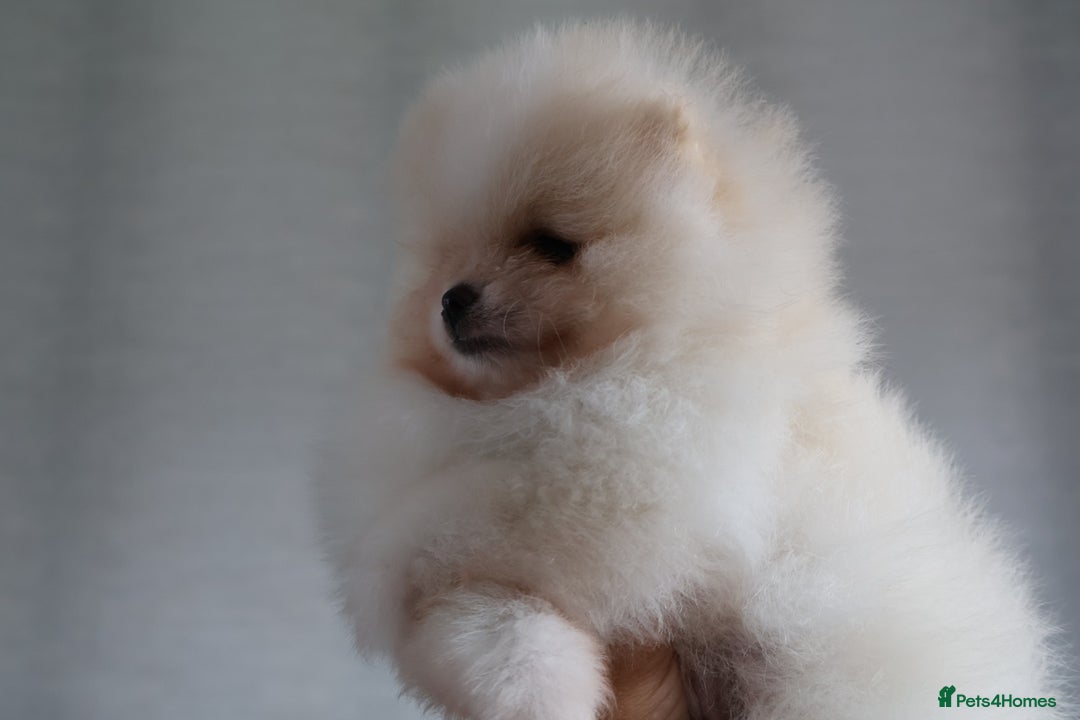 Pomeranian dogs for sale: READY NOW-REDUCED!! TRUE TEDDY BEAR POMERANIAN - Image 27