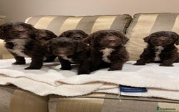 Cockapoo dogs for sale: Beautiful Cockapoo Puppies  - Image 8