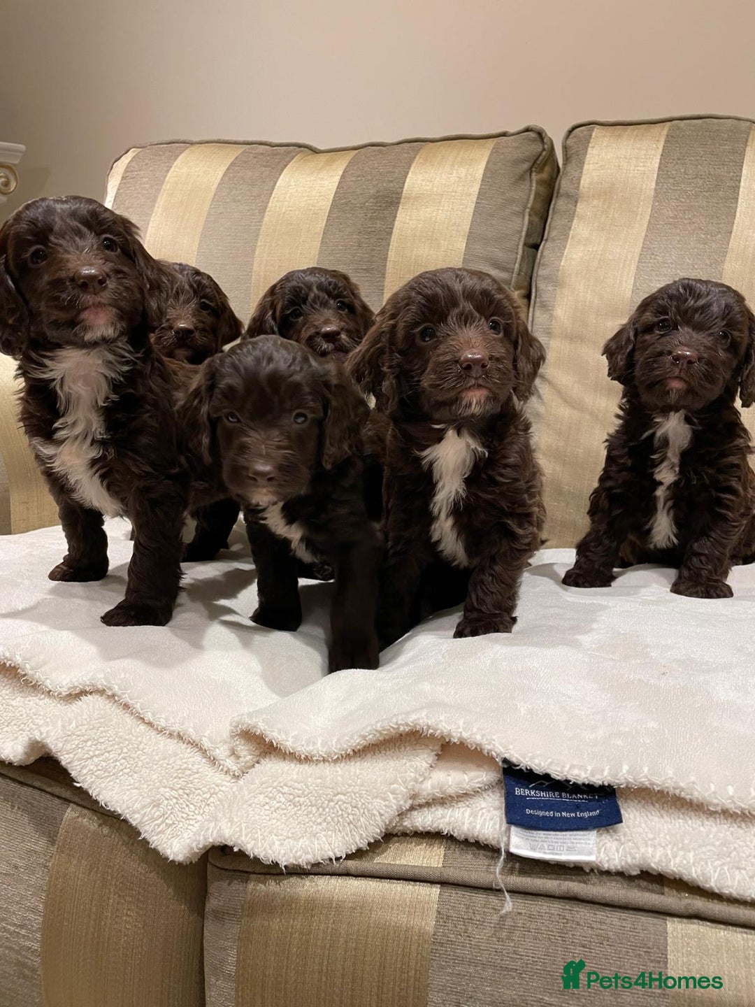 Cockapoo dogs for sale: Beautiful Cockapoo Puppies  - Image 8