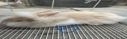 Lionhead rabbits for sale: I have both lop ear and Lionheads  - Advert 6