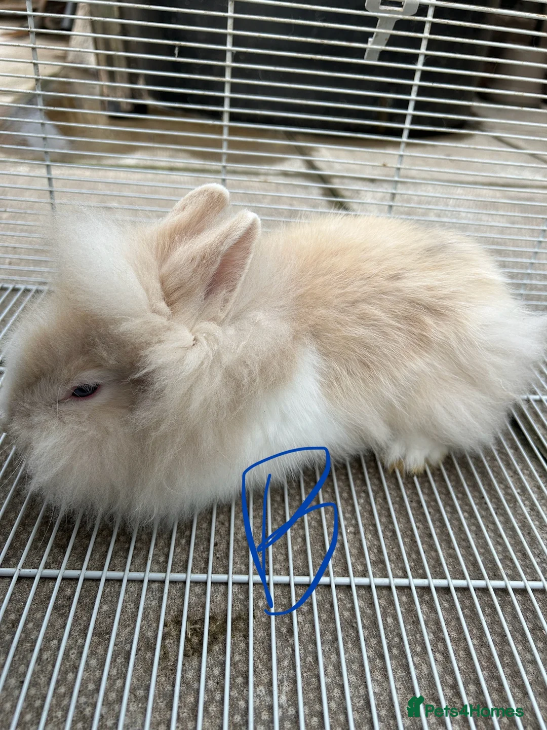 Lionhead rabbits for sale: I have both lop ear and Lionheads  - Advert 6