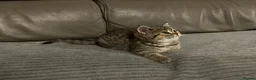 Mixed Breed cats for sale: 5 Beautiful Kittens Ready For Loving Homes - Advert 8