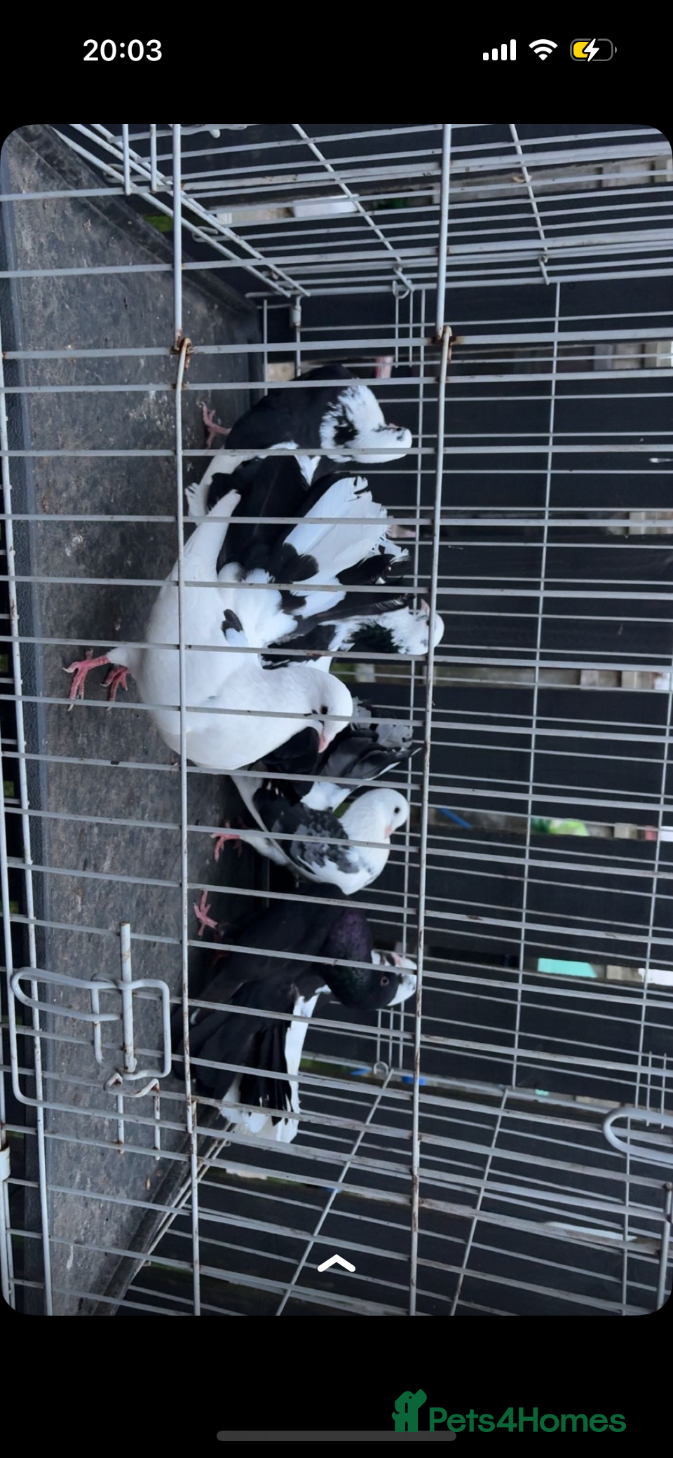 Pigeons birds fantail pigeons for sale  - Advert 13