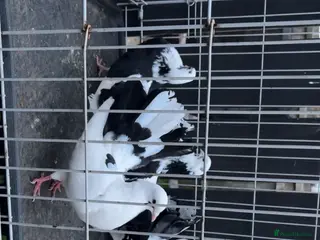 Pigeons birds fantail pigeons for sale - Advert 2