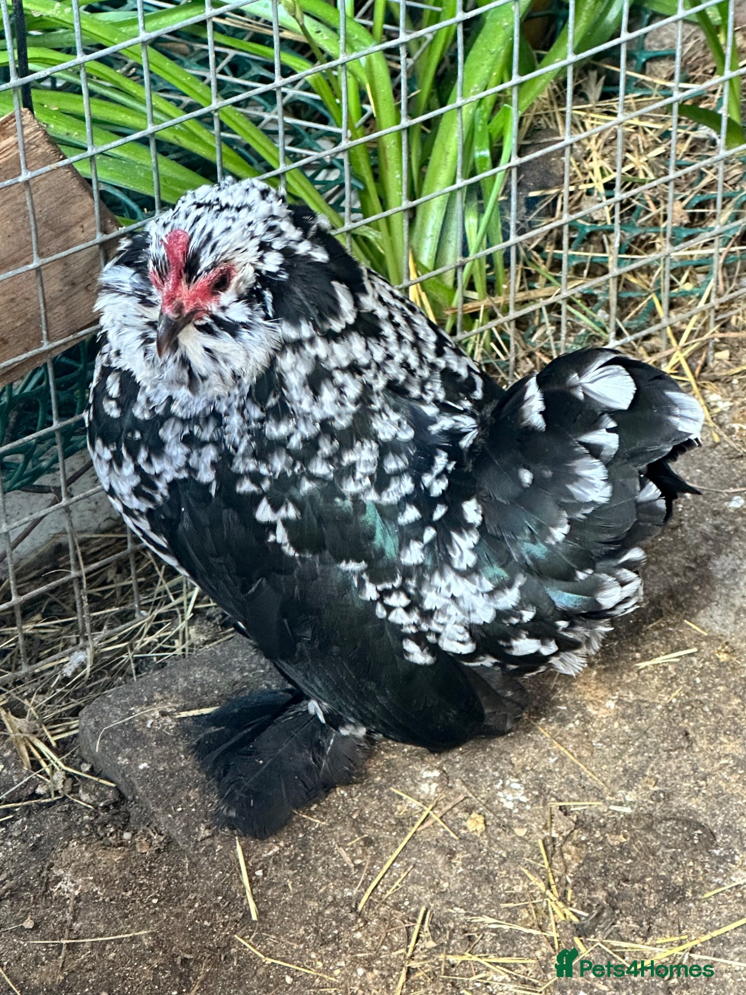 Chickens poultry Chickens and chicks read description - Advert 16