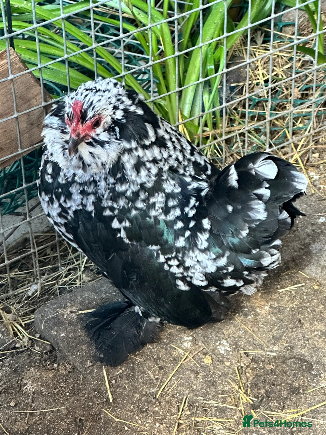 Chickens poultry for sale: Chickens and chicks read description - Advert 1