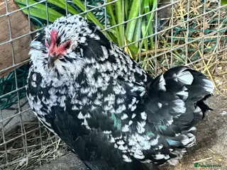 Chickens poultry Chickens and chicks read description - Advert 16