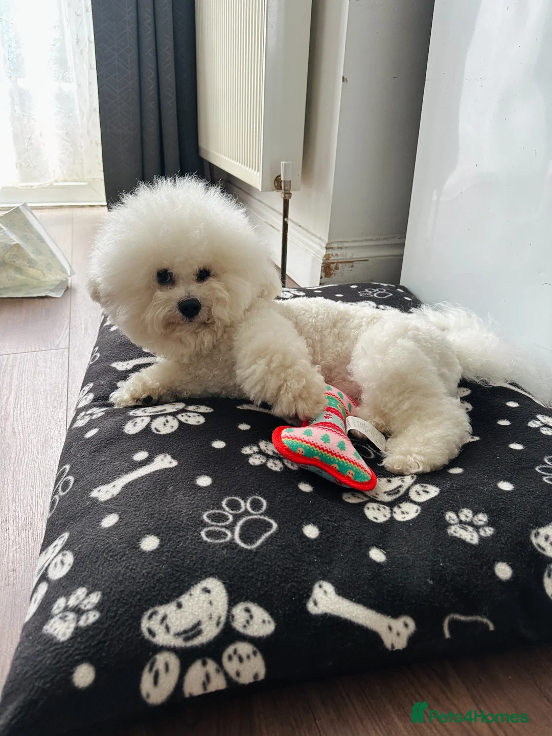 Bichon Frise dogs for sale: Stunning quality bichon-frise puppies  - Advert 6