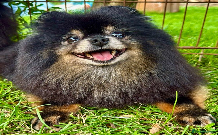 Pomeranian dogs - Advert 7