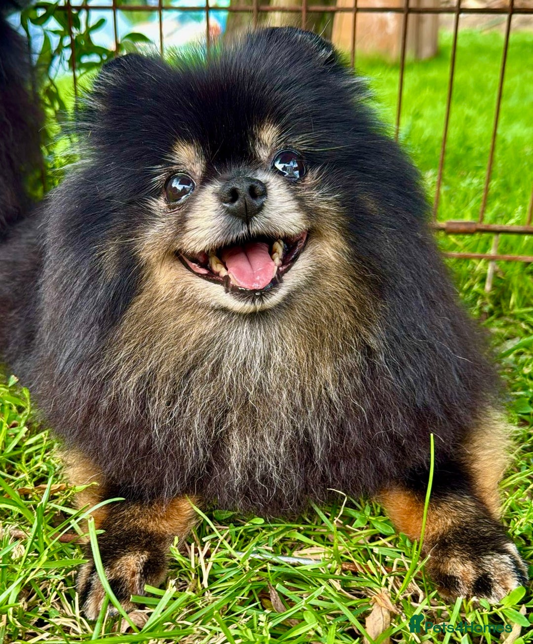 Pomeranian dogs for adoption: Velvet’s Journey: From Darkness to Hope - Image 1