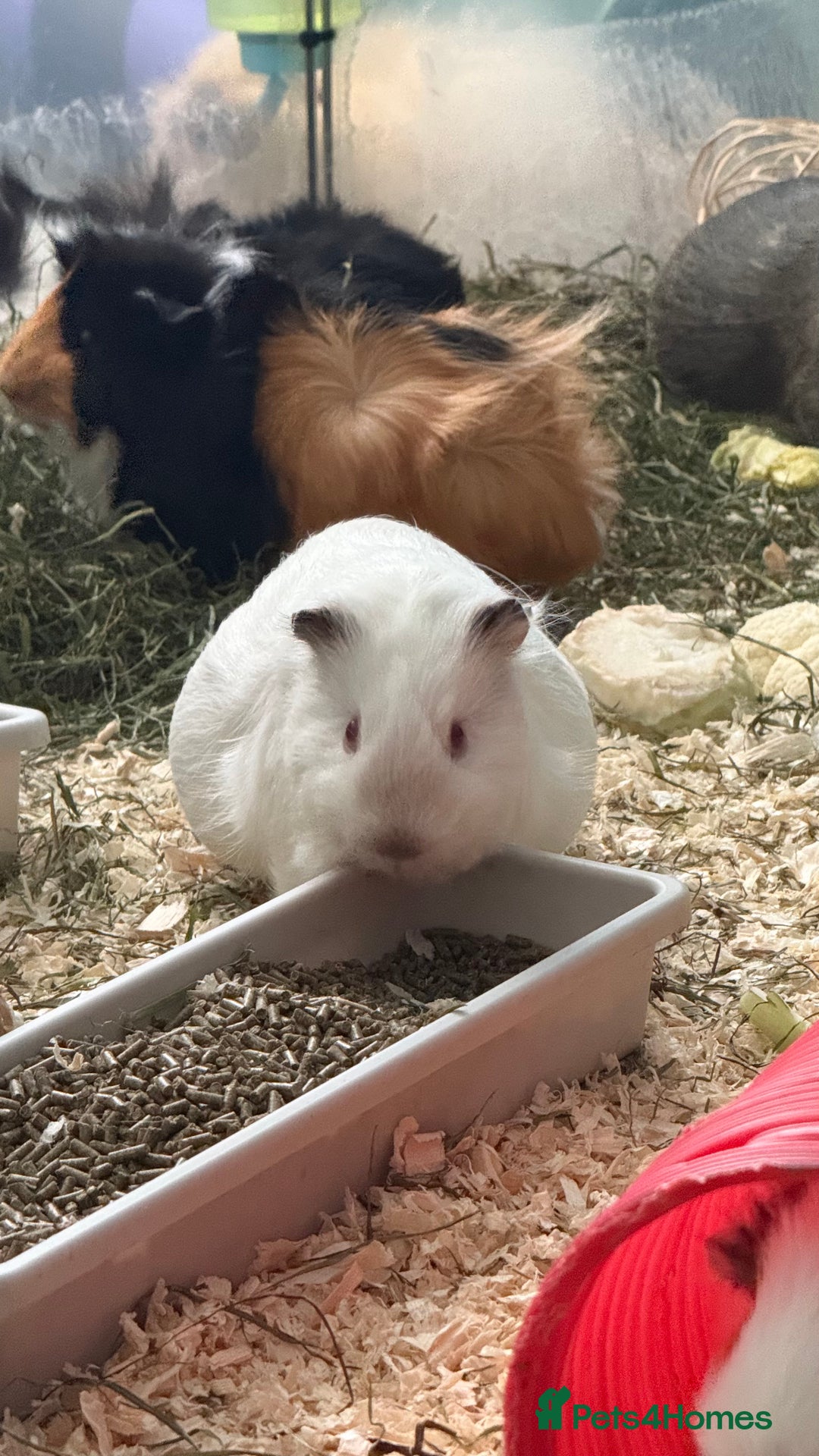 Guinea Pig rodents for sale: Guinea pigs for sale - Advert 3