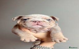 English Bulldog dogs for sale: English Bulldog Puppies  - Image 2