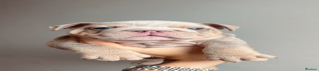 English Bulldog Puppy 1