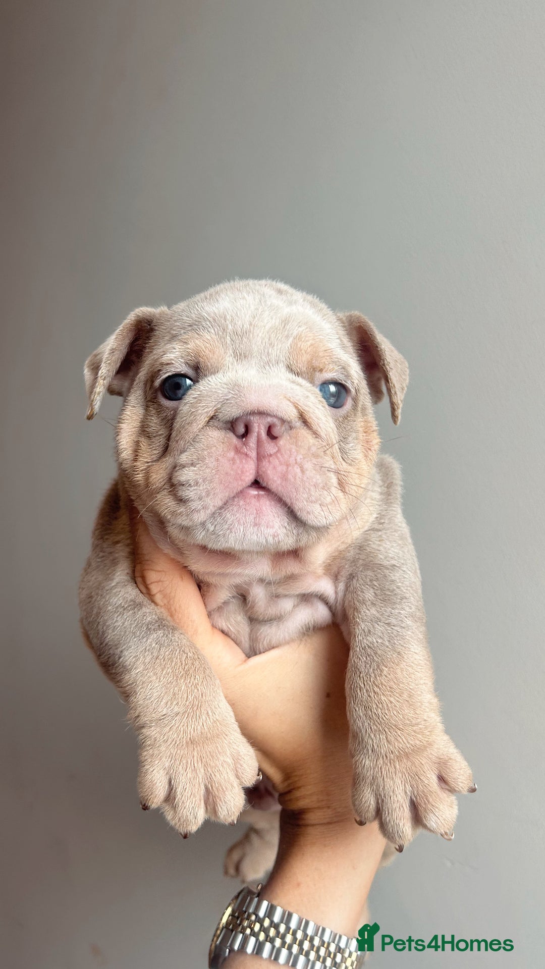 English Bulldog dogs for sale: English Bulldog Puppies  - Image 2