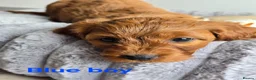 Cavapoo dogs for sale: MiniatureF1B💥DNAHealthTestedParents💥FamilyRaised - Advert 13