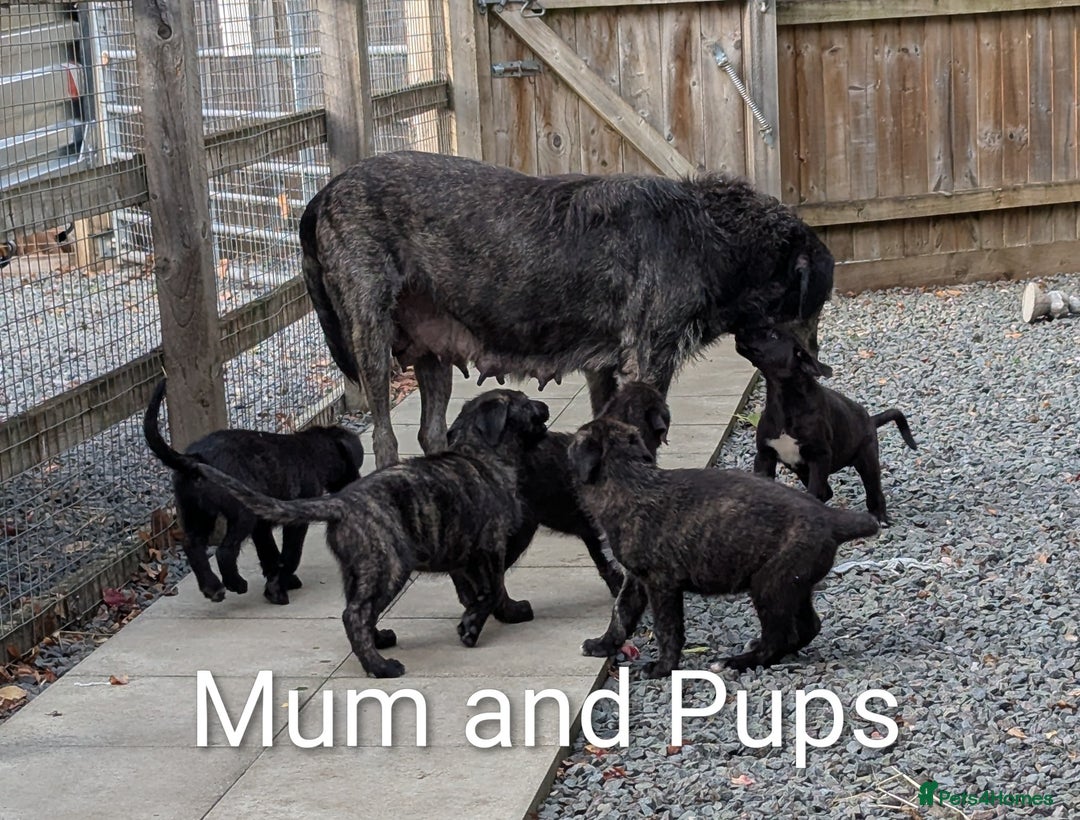 Irish Wolfhound dogs for sale: Wolfhound/Deerhound pups - Image 6