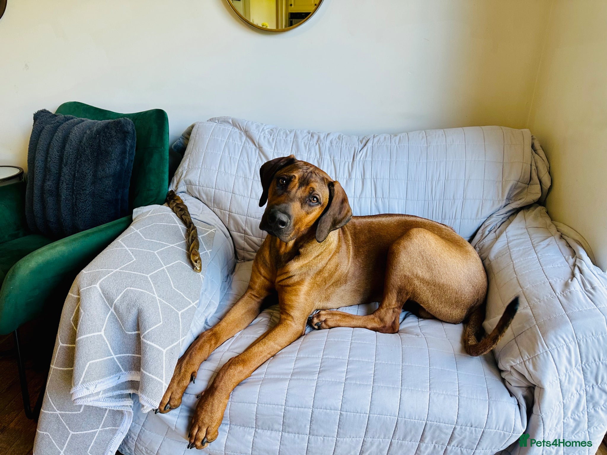Rhodesian Ridgeback dogs KC Registered Ridgeback Male Seeking Forever Home  - Advert 2