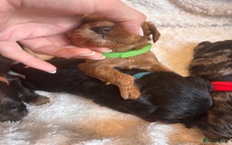 Irish Doodle dogs for sale: 🐾 F1 Beautiful Miniature Irish Doodle Puppies 🐾  - Image 7