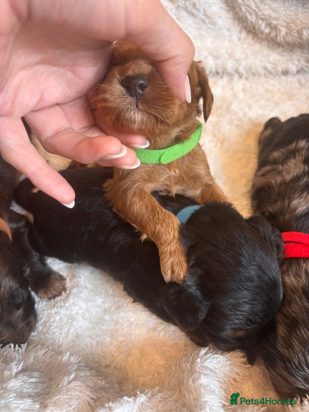 Irish Doodle dogs for sale: 🐾 F1 Beautiful Miniature Irish Doodle Puppies 🐾  - Image 7