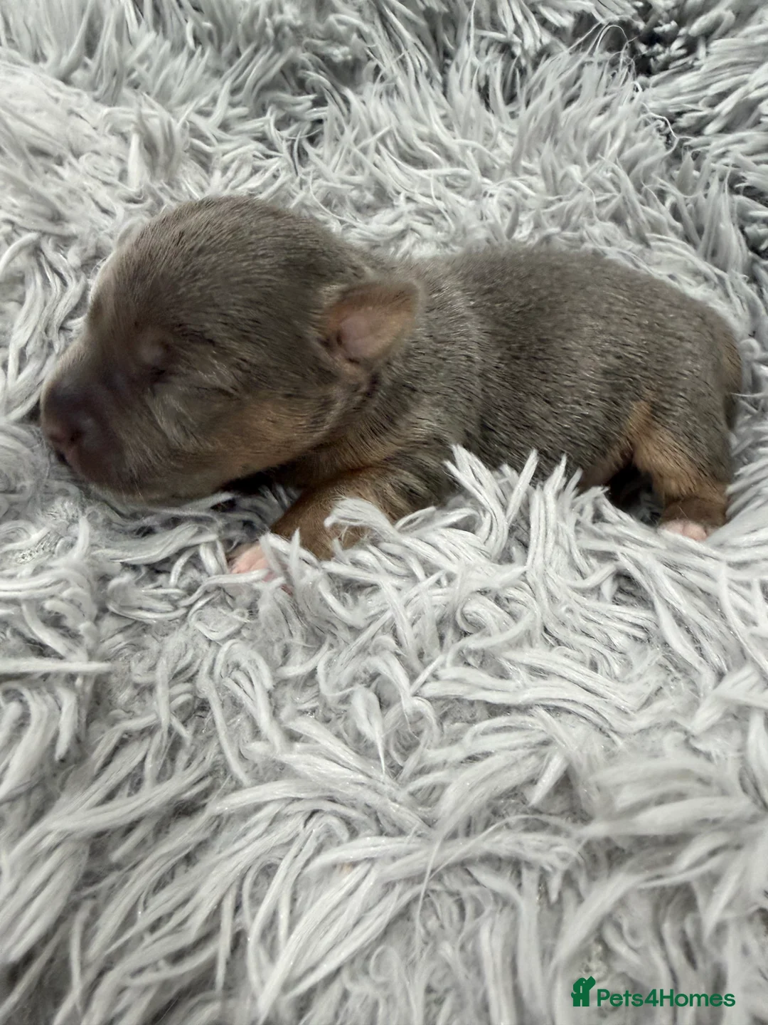 Jack Russell dogs for sale: Jack Russell Puppies - 6 Available 3 girls 3 boys - Advert 17