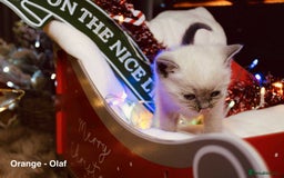 British Shorthair cats for sale: BSH Males and Females available  - Image 14