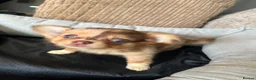 Chihuahua dogs for sale: Chihuahua puppies Russian ancesry with apple head  - Advert 21
