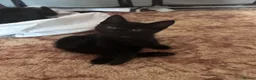 Mixed Breed cats for sale: 5 kittens for rehoming - Advert 5
