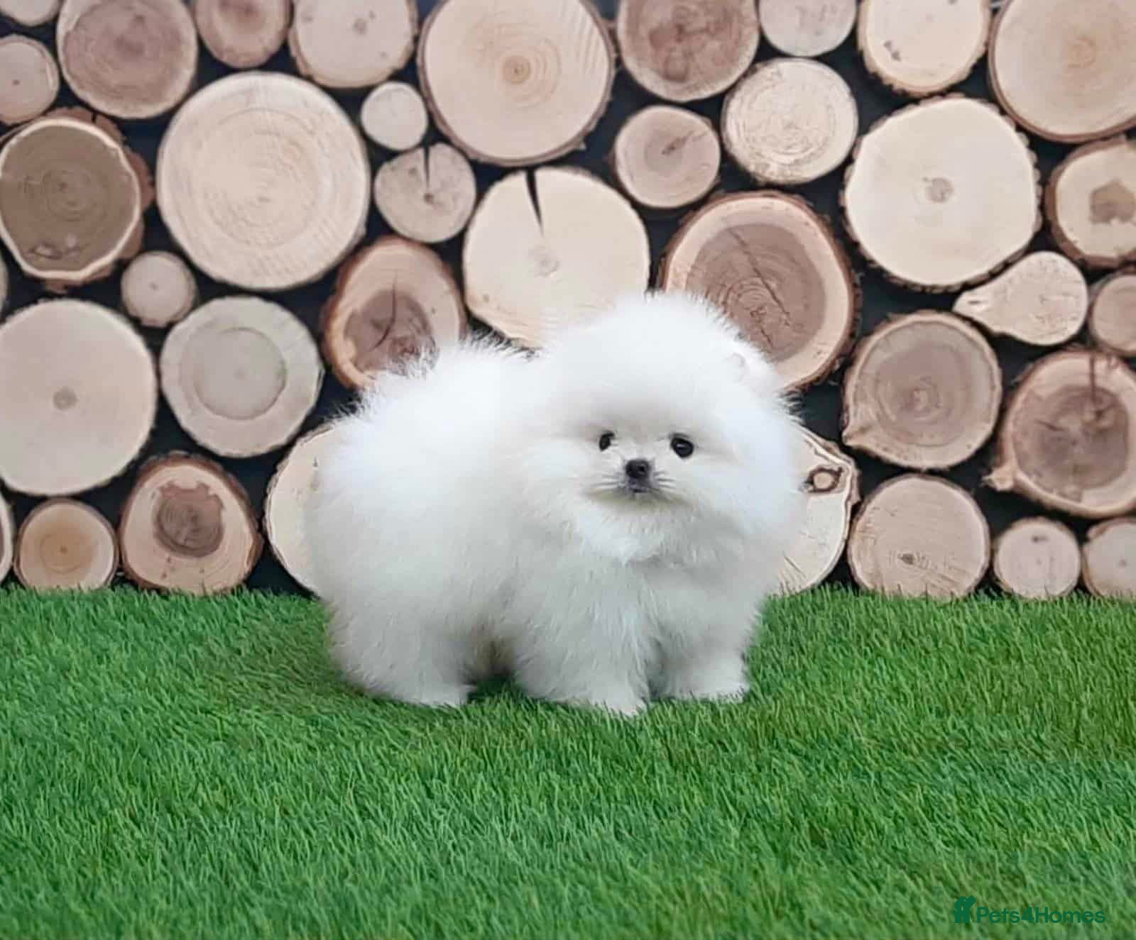Pomeranian dogs for sale: Xxxx small pure white KC puppies  - Advert 8
