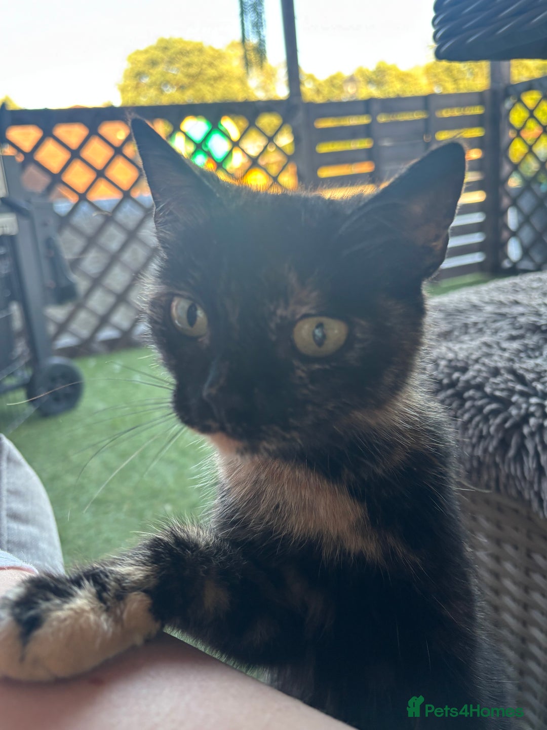 Mixed Breed cats for sale: Cute Kittens for sale! - Image 6