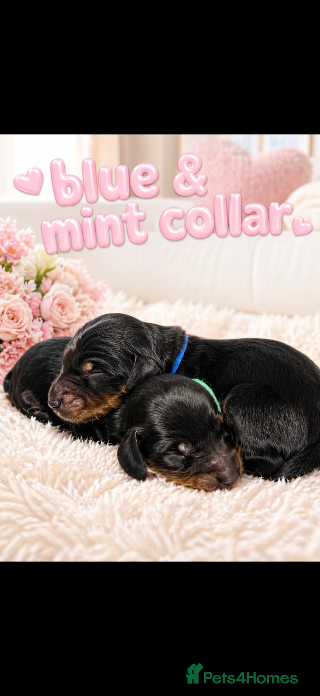 Miniature Dachshund dogs for sale: 🐾 KC Registered Long-Haired Miniature Dachshund - Advert 2