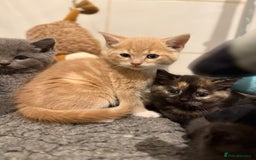 British Shorthair cats for sale: Beautiful 1/2 British Shorthair - Advert 11