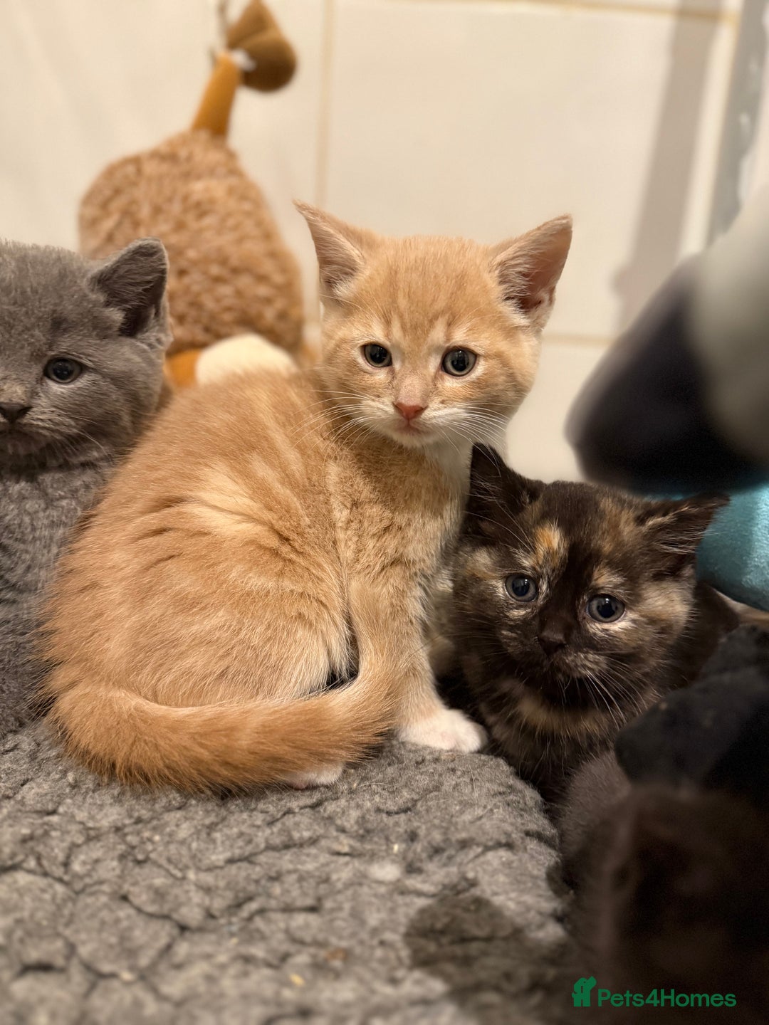 British Shorthair cats for sale: Beautiful 1/2 British Shorthair - Advert 11