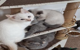 British Shorthair cats for sale: 5 BSH kittens available - Image 7