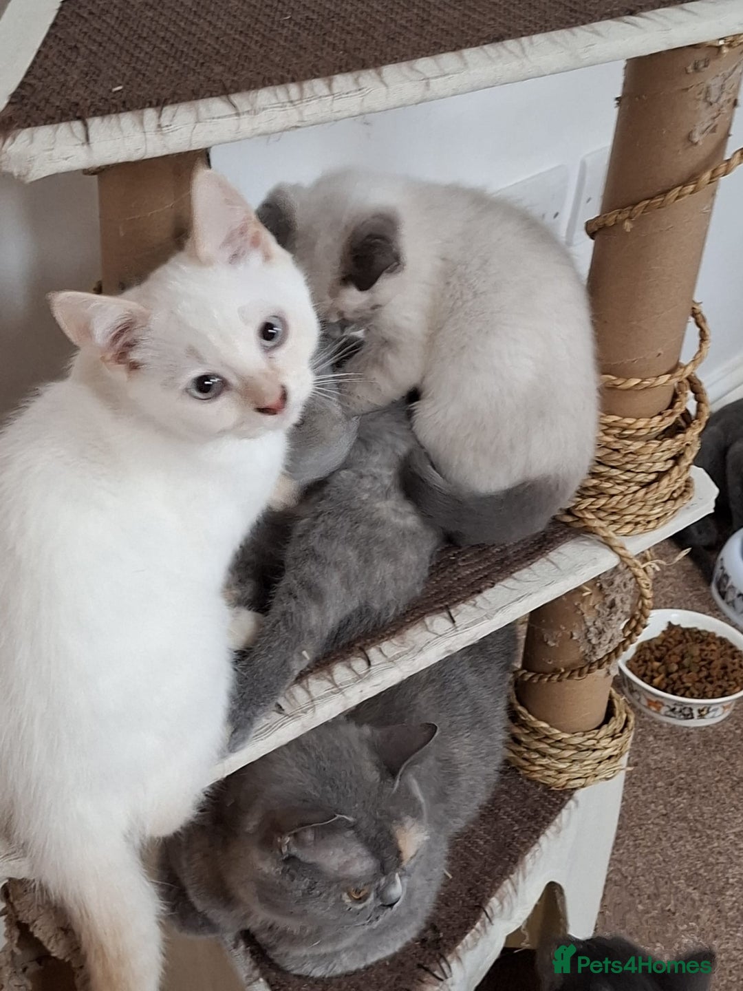 British Shorthair cats for sale: 5 BSH kittens available - Image 7