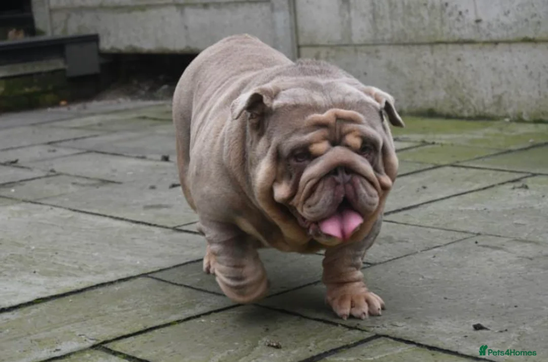 English Bulldog dogs for stud: Target man available for stud 🎯🎯 in Hyde - Advert 18