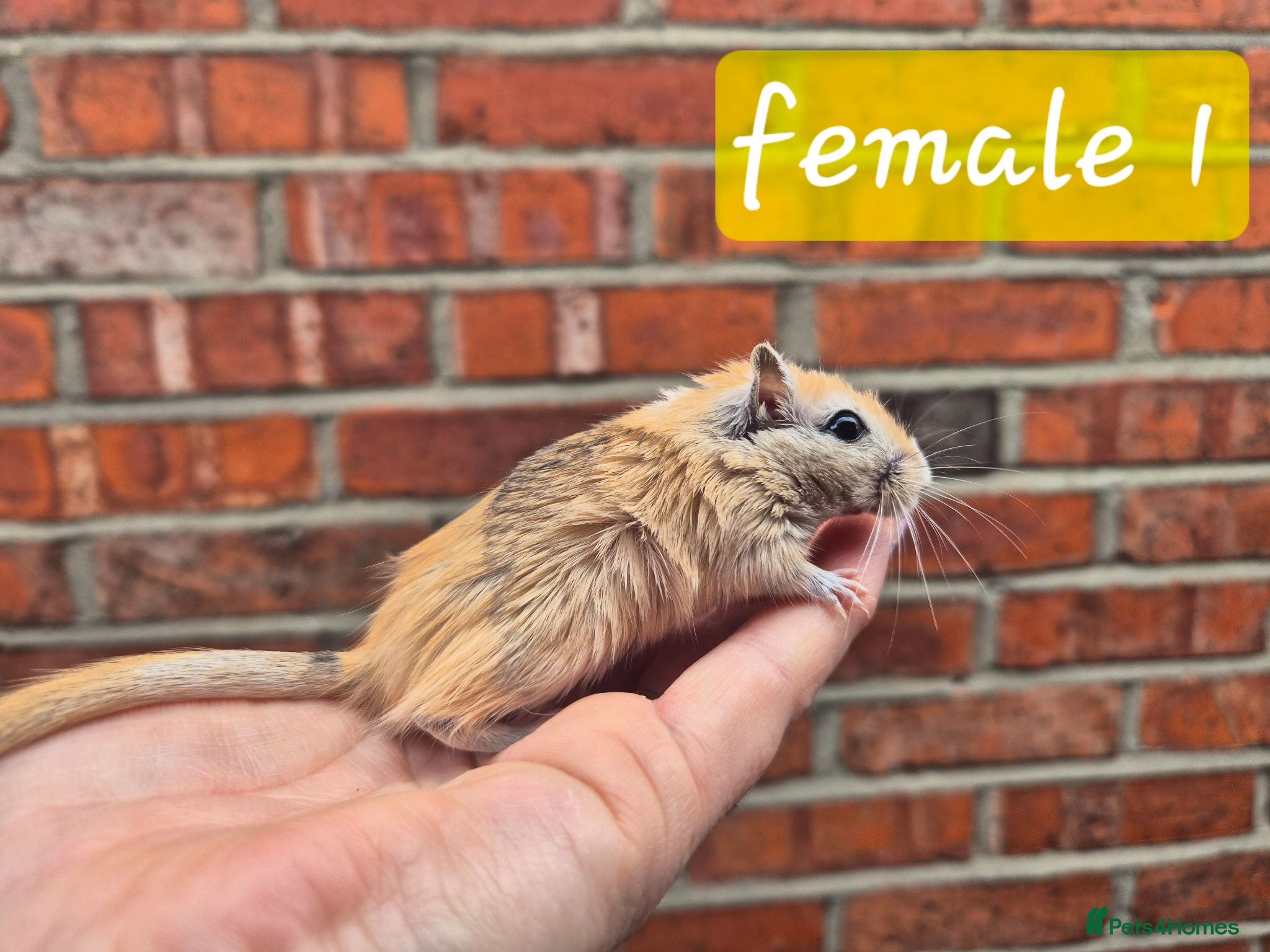 Gerbil rodents 8 gerbils looking for homes - Advert 12