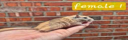 Gerbil rodents for sale: 8 gerbils looking for homes - Advert 1