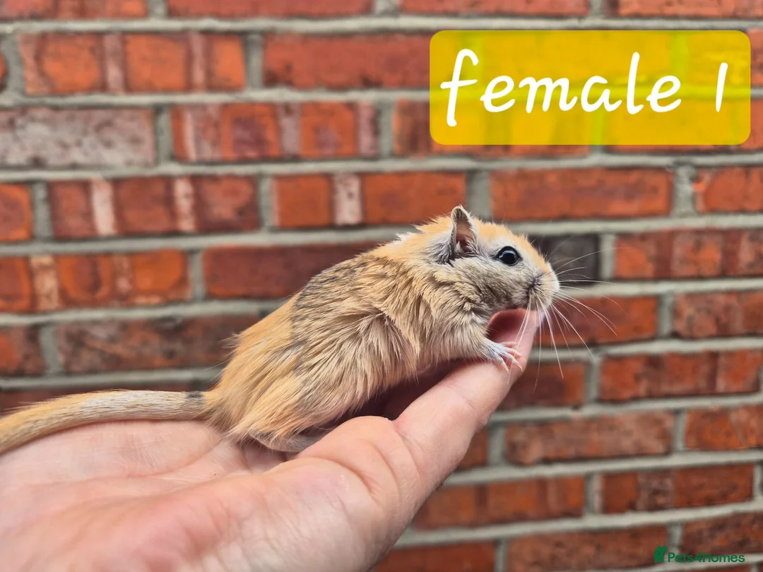 Gerbil rodents for sale: 8 gerbils looking for homes - Advert 1