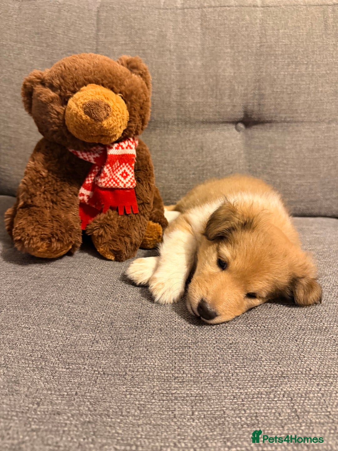 Shetland Sheepdog dogs for sale: Sable & white Male Shetland Sheepdog Puppy - Advert 2