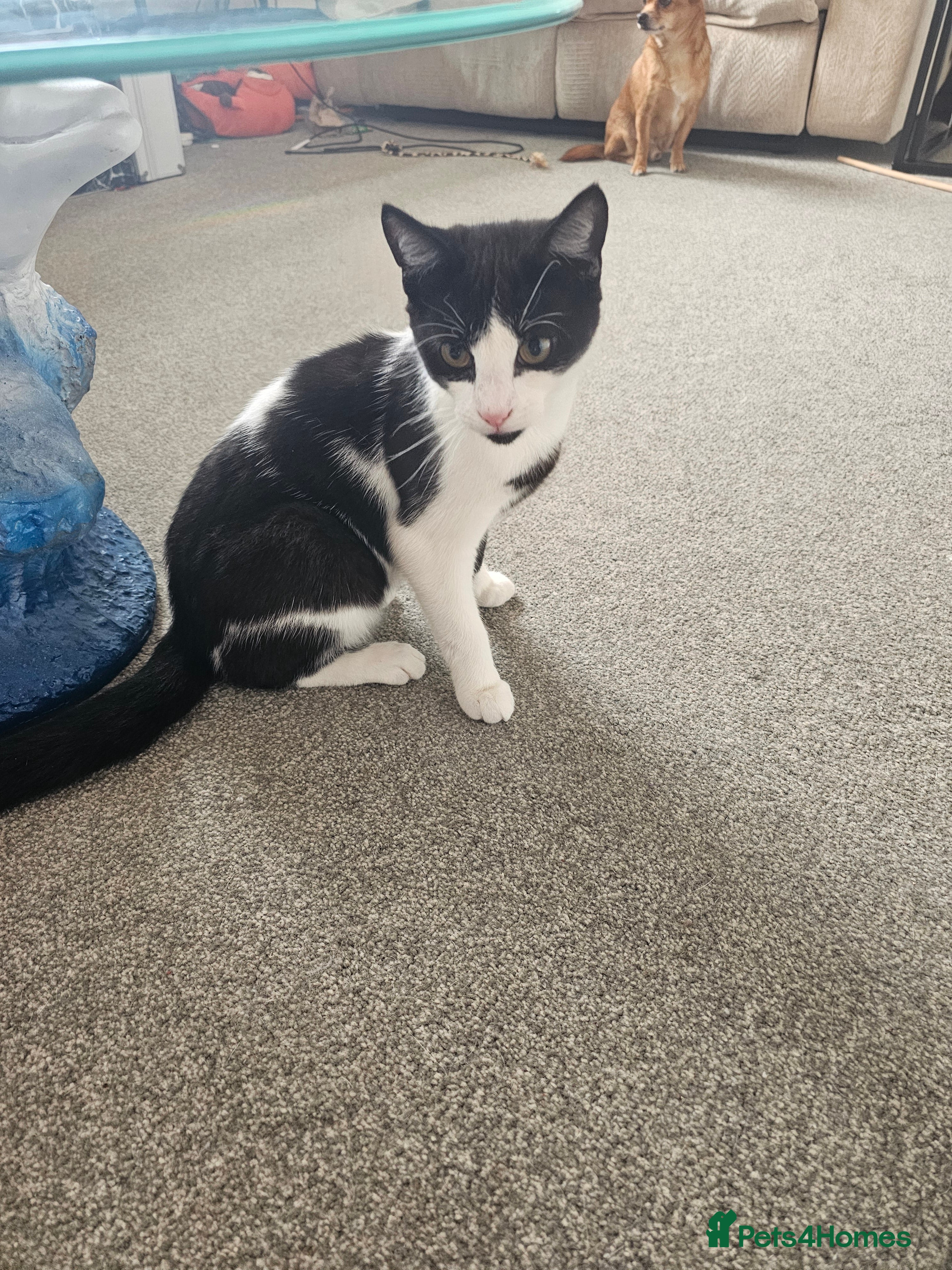 British Shorthair cats Kitten - Advert 1