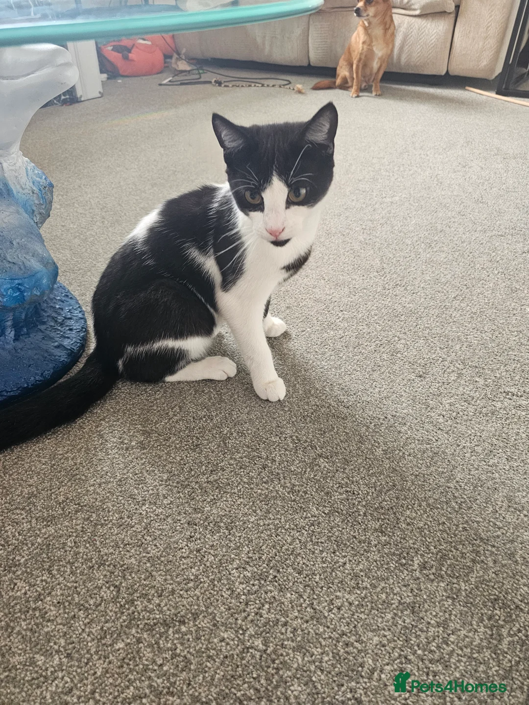 British Shorthair cats for sale: Kitten in Milton Keynes - Advert 1